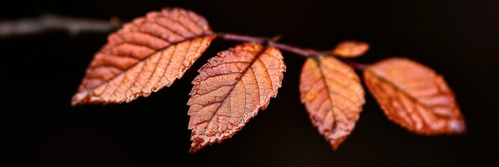  Close-up of a wet leaf on a branch against a black backdrop, with water droplets