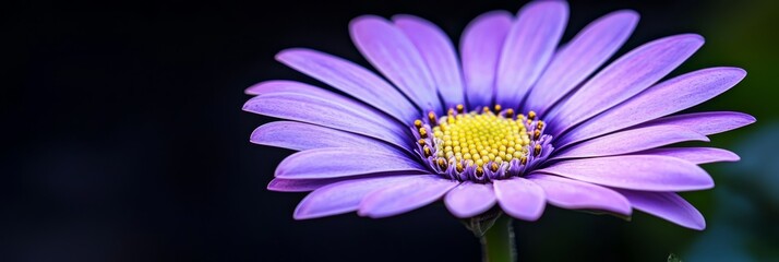Obraz premium A tight shot of a purple bloom boasting a yellow core and a verdant stem against a black backdrop