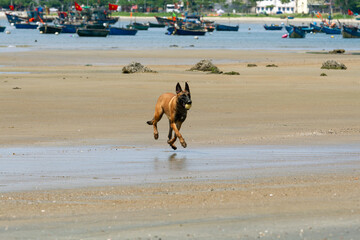 Belgian Malinois Running on Beach Carrying a Ball