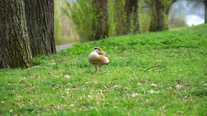 A Tranquil Scene Of Geese Resting Peacefully Near The Riverbank, Surrounded By Lush Greenery And Calm Waters, Highlighting The Harmony And Beauty Of Wildlife In Its Natural Habitat.	
