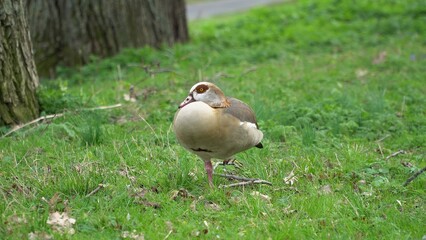 A Serene Duck Resting Calmly Near The Riverbank, Surrounded By Lush Greenery, Capturing The Tranquil Beauty Of Wildlife In Its Natural Habitat, Peacefully Coexisting With Nature.	
