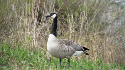 Graceful Goose Standing On Lush Green Grass By The Edge Of A Serene River, Surrounded By The Beauty Of Nature, Creating A Peaceful And Idyllic Scene That Showcases Harmony Between Wildlife And Its Hab