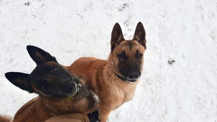Two Belgian Malinois Dogs Playing in Snowy Winter Scene
