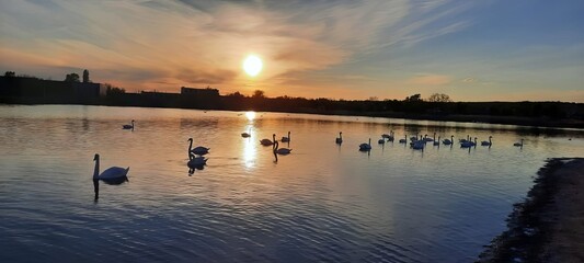 Golden Sunset Reflections with Swans on a Calm Lake