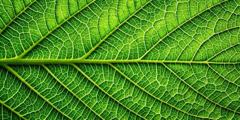 Close-up of vibrant green leaf texture and structure