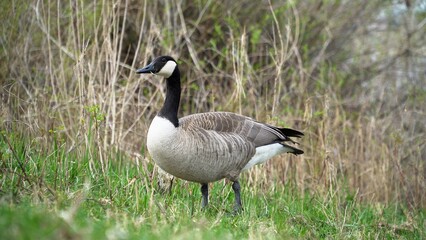 A Graceful Goose Standing Calmly Near The Riverbank, Surrounded By Lush Greenery And Reflective Waters, Capturing The Peaceful Essence Of Wildlife In Harmony With Its Natural Environment.	
