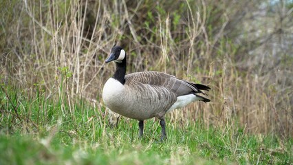 Graceful Goose Standing On Lush Green Grass By The Edge Of A Serene River, Surrounded By The Beauty Of Nature, Creating A Peaceful And Idyllic Scene That Showcases Harmony Between Wildlife And Its Hab