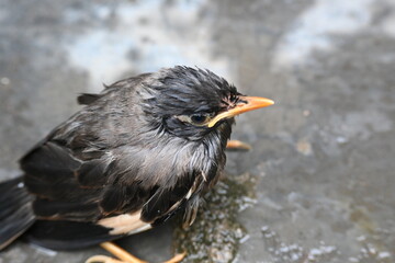 Baby Indian Myna Birds. Its other names Common myna and mynah. This is  a bird of the starling family Sturnidae. This is a group of passerine birds which are native to southern Asia, especially India.