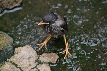 Baby Indian Myna Birds. Its other names Common myna and mynah. This is  a bird of the starling family Sturnidae. This is a group of passerine birds which are native to southern Asia, especially India.