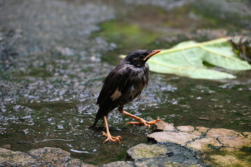 Baby Indian Myna Birds. Its other names Common myna and mynah. This is  a bird of the starling family Sturnidae. This is a group of passerine birds which are native to southern Asia, especially India.