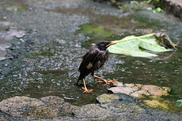 Baby Indian Myna Birds. Its other names Common myna and mynah. This is  a bird of the starling family Sturnidae. This is a group of passerine birds which are native to southern Asia, especially India.