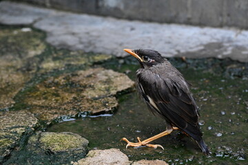 Baby Indian Myna Birds. Its other names Common myna and mynah. This is  a bird of the starling family Sturnidae. This is a group of passerine birds which are native to southern Asia, especially India.