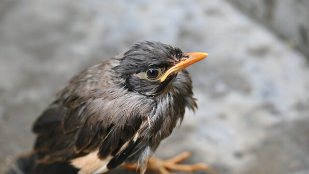 Baby Indian Myna Birds. Its other names Common myna and mynah. This is  a bird of the starling family Sturnidae. This is a group of passerine birds which are native to southern Asia, especially India.