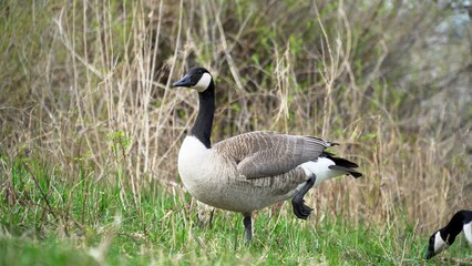 A Graceful Goose Standing Calmly Near The Riverbank, Surrounded By Lush Greenery And Reflective Waters, Capturing The Peaceful Essence Of Wildlife In Harmony With Its Natural Environment.	
