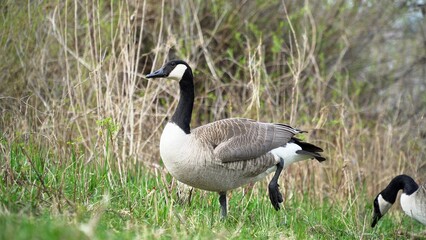 Obraz premium A Graceful Goose Standing Calmly Near The Riverbank, Surrounded By Lush Greenery And Reflective Waters, Capturing The Peaceful Essence Of Wildlife In Harmony With Its Natural Environment. 