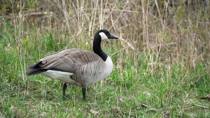 A Graceful Goose Standing Calmly Near The Riverbank, Surrounded By Lush Greenery And Reflective Waters, Capturing The Peaceful Essence Of Wildlife In Harmony With Its Natural Environment.	
