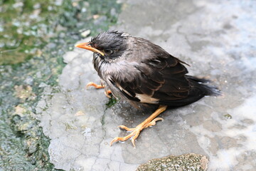 Baby Indian Myna Birds. Its other names Common myna and mynah. This is  a bird of the starling family Sturnidae. This is a group of passerine birds which are native to southern Asia, especially India.