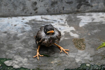 Baby Indian Myna Birds. Its other names Common myna and mynah. This is  a bird of the starling family Sturnidae. This is a group of passerine birds which are native to southern Asia, especially India.