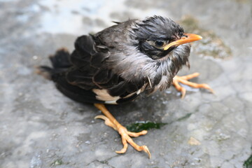 Baby Indian Myna Birds. Its other names Common myna and mynah. This is  a bird of the starling family Sturnidae. This is a group of passerine birds which are native to southern Asia, especially India.