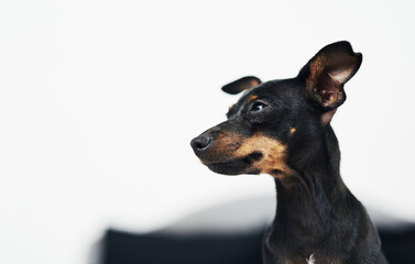 Animal, dog and pinscher at home for cozy, comfortable and relax for wellness with unique pet in house. Mockup space, miniature and breed as companion with loyalty, intelligent or curious personality