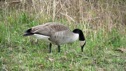 A Graceful Goose Standing Calmly Near The Riverbank, Surrounded By Lush Greenery And Reflective Waters, Capturing The Peaceful Essence Of Wildlife In Harmony With Its Natural Environment.	
