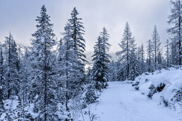 Winter fairytale in the Italian Alps. A snow covered trail winds through a quiet coniferous forest in the Dolomites, with tall trees standing still under a cloudy sky