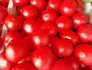 choosing tomatoes at the grocery store