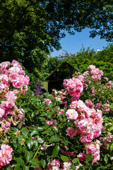 Obraz premium London - 06 15 2022: Pink Rose Plant in Sloane St