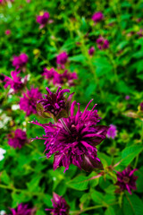 Monarda 