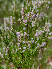 Beautiful heather flowers on the forest glade