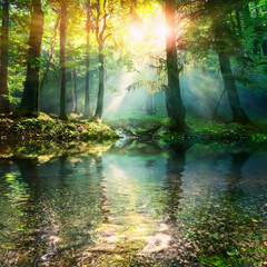 Obraz premium 光が差し込む幻想的な森の小川