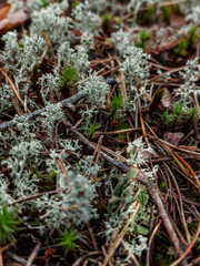 mossy forest floor in autumn