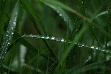 This picture is a water drop after rain.