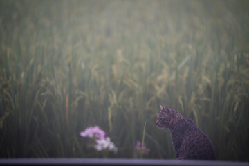 lazy cat sit down in front of rice field among fog in the morning waiting for lovers or some food