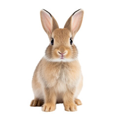 Fototapeta premium A cute fluffy rabbit sitting upright with its ears perked in a bright, transparent background