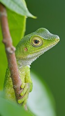 Fototapeta premium A tight shot of a green lizard perched on a branch, with a nearby leaf in the foreground against a backdrop of dense green foliage
