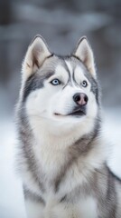 Fototapeta premium blue eyes pierce; snowy ground behind