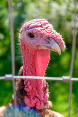 Close up portrait of live turkey face. Very cute adorable looking turkey