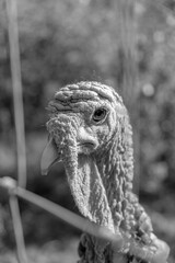 Close up portrait of live turkey face. Very cute adorable looking turkey