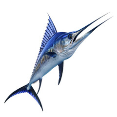 fish isolated on white