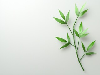 Fototapeta premium Green Bamboo Branch on White Background
