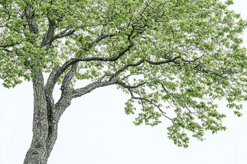 Obraz premium Leafy tree branch, white isolated background