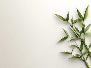 Fototapeta premium Green Bamboo Sprigs on White Background
