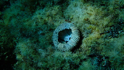 Test (shell) of Black sea urchin (Arbacia lixula) undersea, Aegean Sea, Greece, Halkidiki, Pirgos...