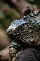 iguanna close shot at Chiang mai