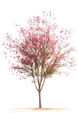 Obraz premium Pink flowering tree on a white background.