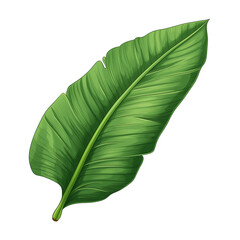 Tropical leaf on a white background. Tropical leaf in png. Isolated illustration.