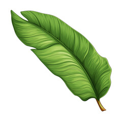Tropical leaf on a white background. Tropical leaf in png. Isolated illustration.