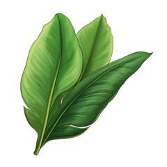 Tropical leaf on a white background. Tropical leaf in png. Isolated illustration.