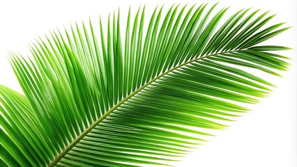 Obraz premium Coconut fronds and green palm leaves isolated on white background, tropical foliage